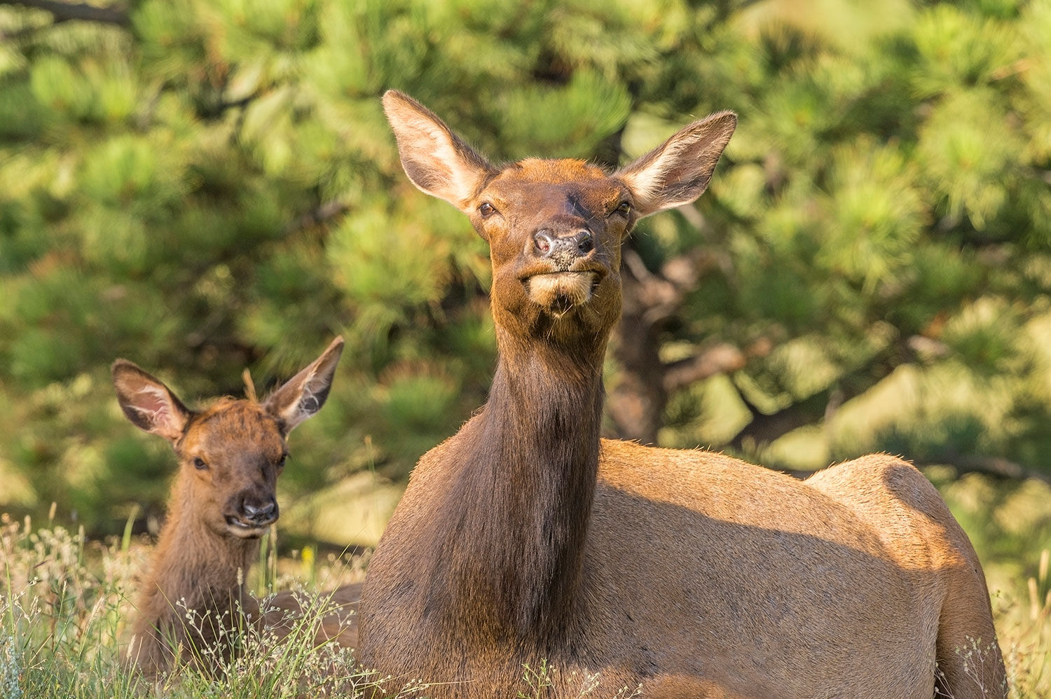 Cow Elk and Calf